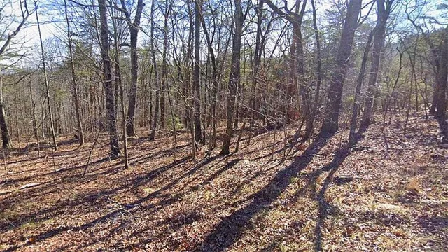 a view of lots of trees