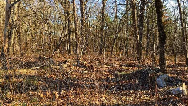 a view of a yard with lots of trees