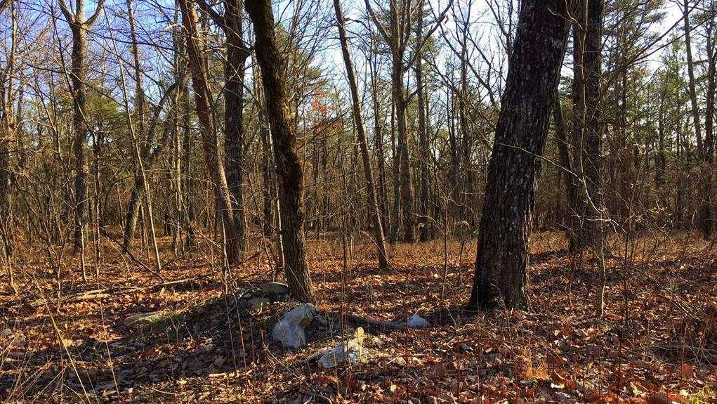 0 South Maple Lane Jasper, GA 30143 - Photo 20 of 33 a view of tree