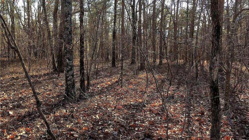 0 South Maple Lane Jasper, GA 30143 - Photo 21 of 33 a view of a yard with lots of trees