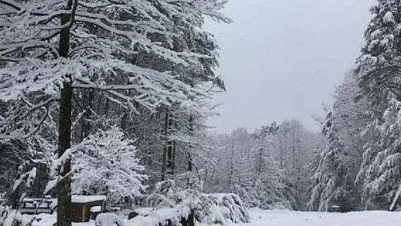 a view of a dry yard with trees