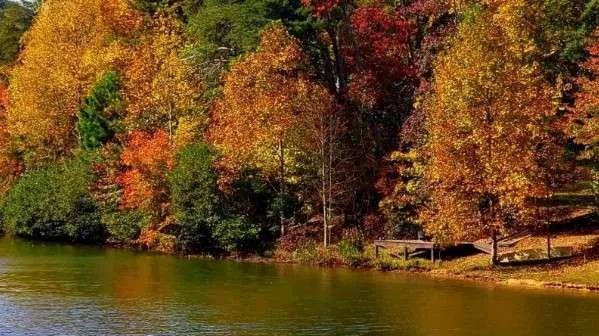 a view of a yard with trees