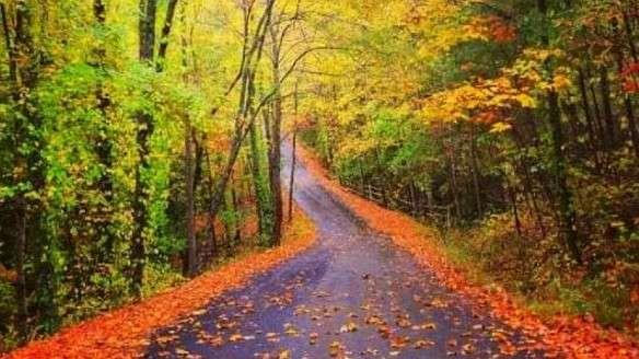 0 South Maple Lane Jasper, GA 30143 - Photo 6 of 33 a view of a yard with trees