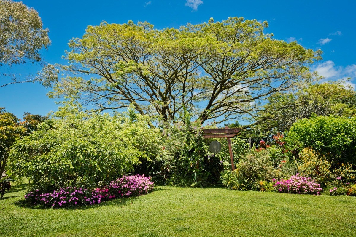 20 Hoaka Road Hilo, HI 96720 - Photo 1 of 30 a view of a garden with flowers