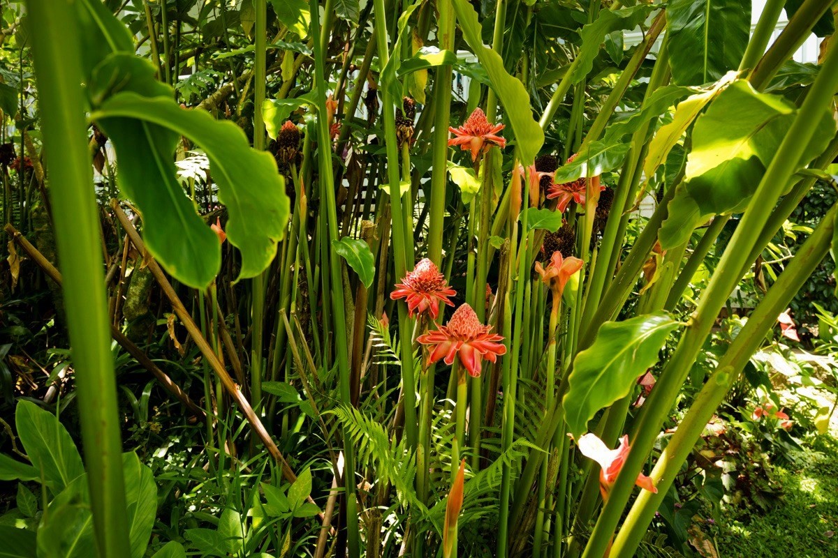 20 Hoaka Road Hilo, HI 96720 - Photo 21 of 30 a view of a plant in a garden