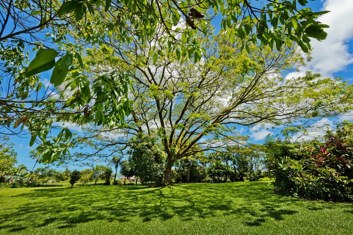 20 Hoaka Road Hilo, HI 96720 - Photo 23 of 30 a green field with lots of trees