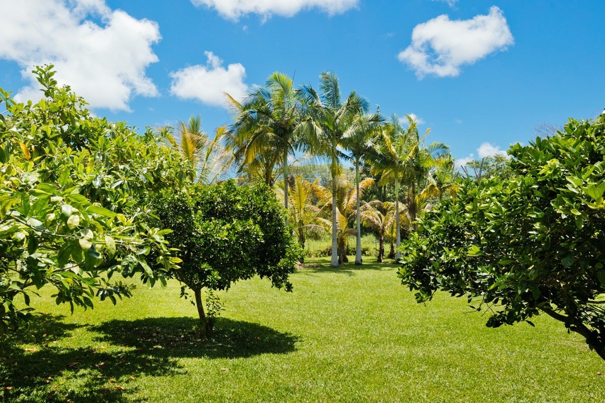 20 Hoaka Road Hilo, HI 96720 - Photo 24 of 30 a view of a garden
