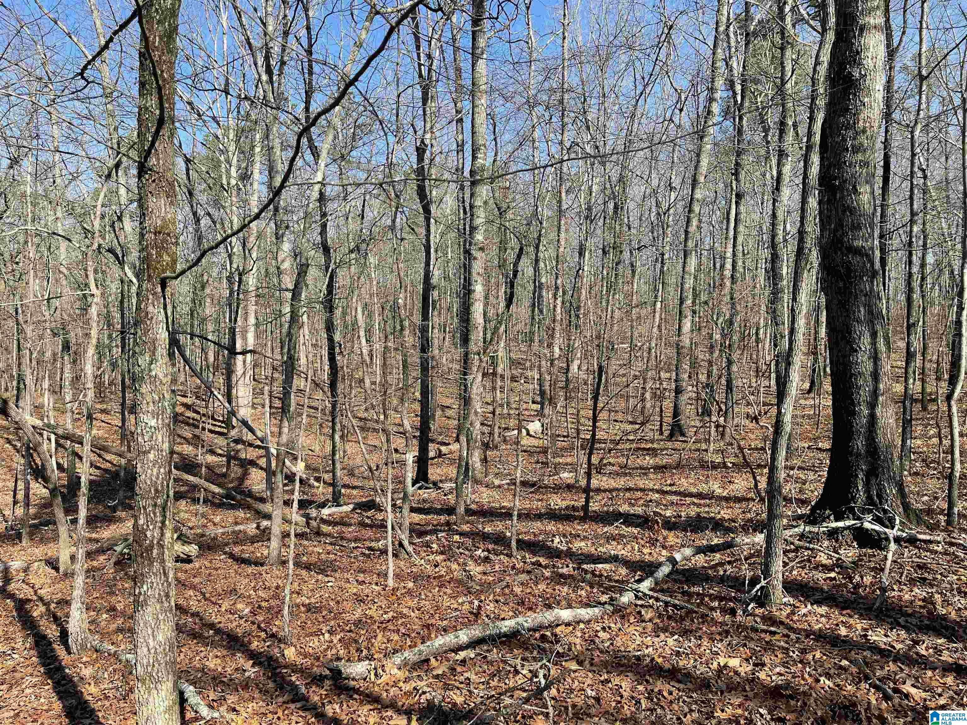 0 County Road 852, Unit 3 Ranburne, AL 36273 - Photo 10 of 23