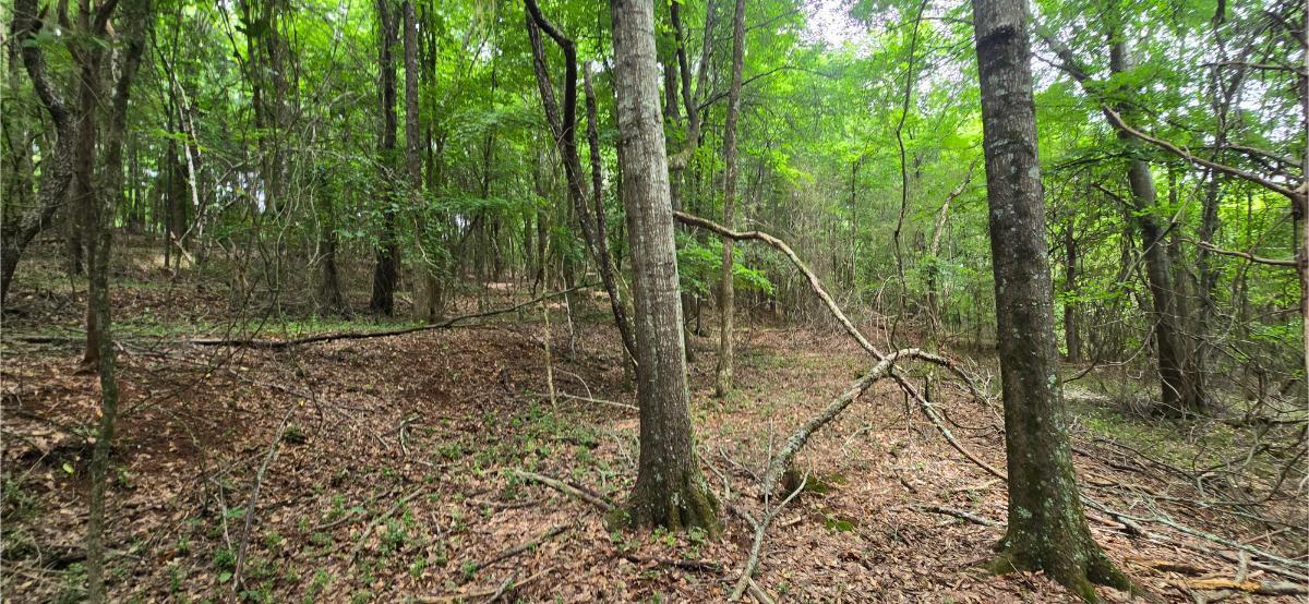0 Ridge Road Southwest Cave Spring, GA 30124 - Photo 11 of 20 20260618_124157