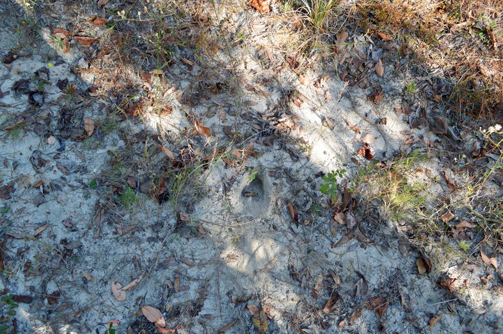 0 Greenhouse Road Gordon, AL 36343 - Photo 23 of 38