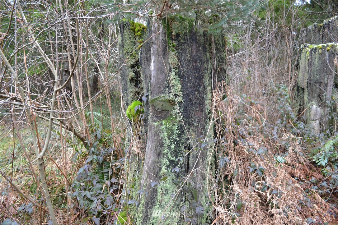 9999 Wasankari Road Port Angeles, WA 98363 - Photo 13 of 32 Gallery Image 13