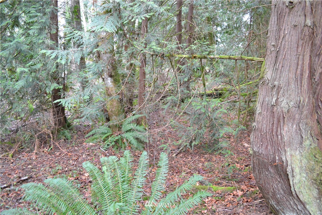 9999 Wasankari Road Port Angeles, WA 98363 - Photo 9 of 32 Gallery Image 9
