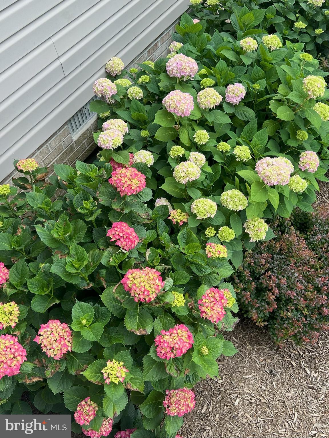 16460 Sayre Point Lane Piney Point, MD 20674 - Photo 52 of 61 a view of a flower