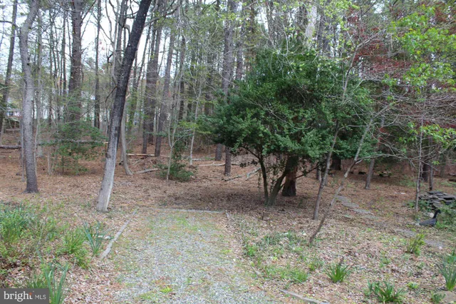 a view of a forest that has large trees