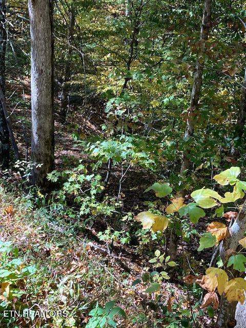 Laurel Road Townsend, TN 37882 - Photo 5 of 10 CC79444C-5C71-49F3-8A32-73160C849FE6