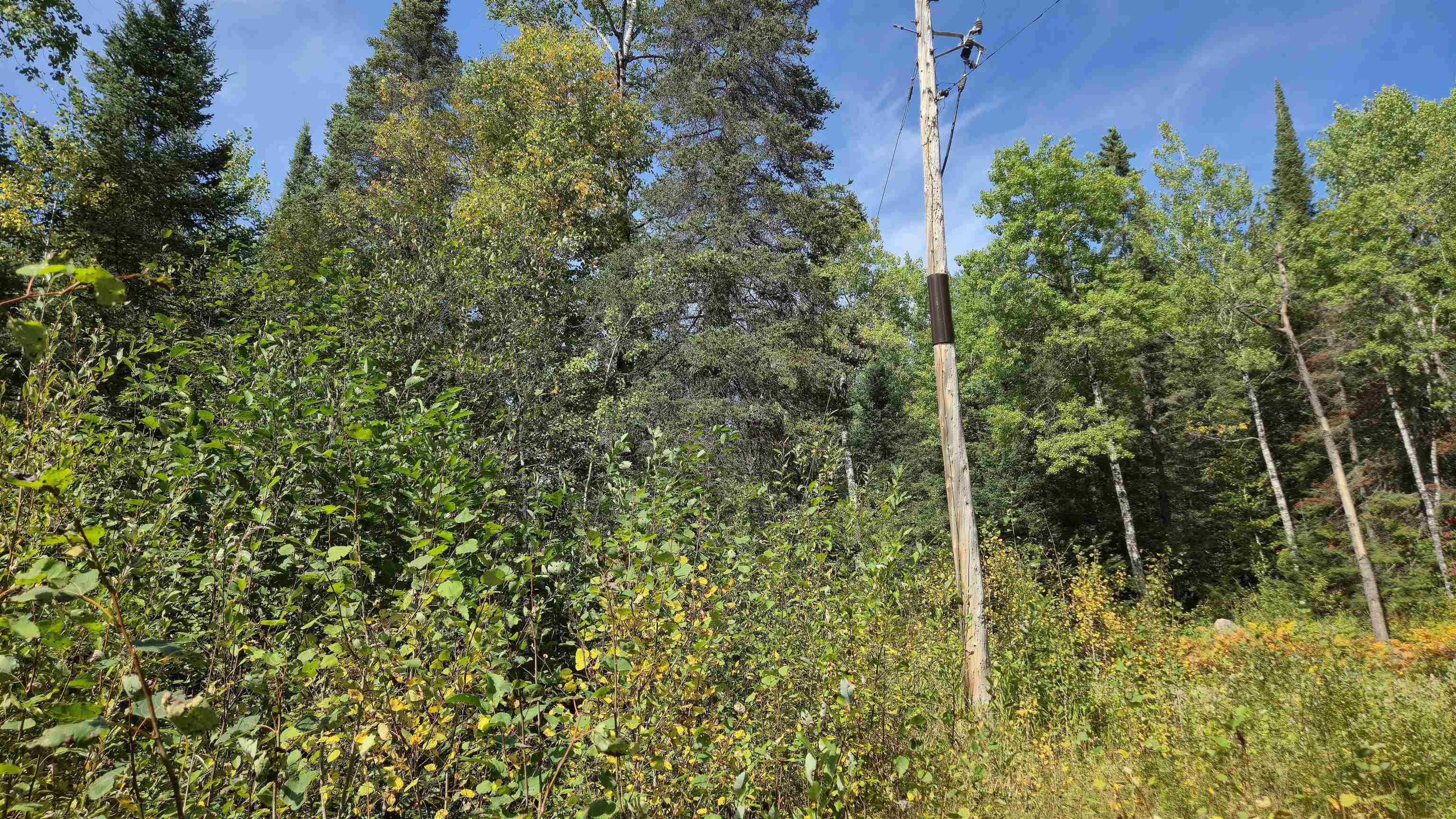 12012 Keyes Road Orr, MN 55771 - Photo 19 of 22 View of tree filled area