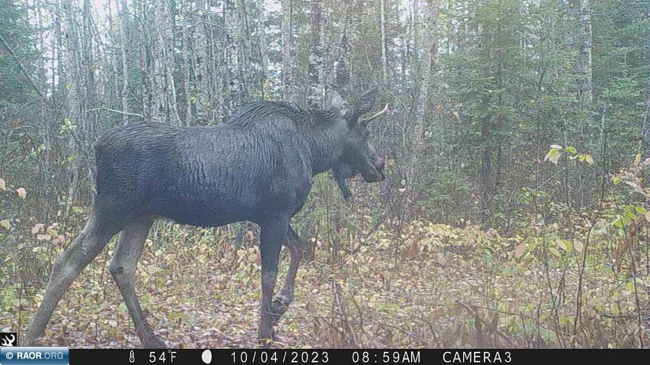 Tbd Town Road Orr, MN 55771 - Photo 5 of 9