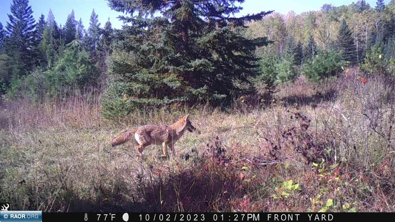 Tbd Town Road Orr, MN 55771 - Photo 8 of 9