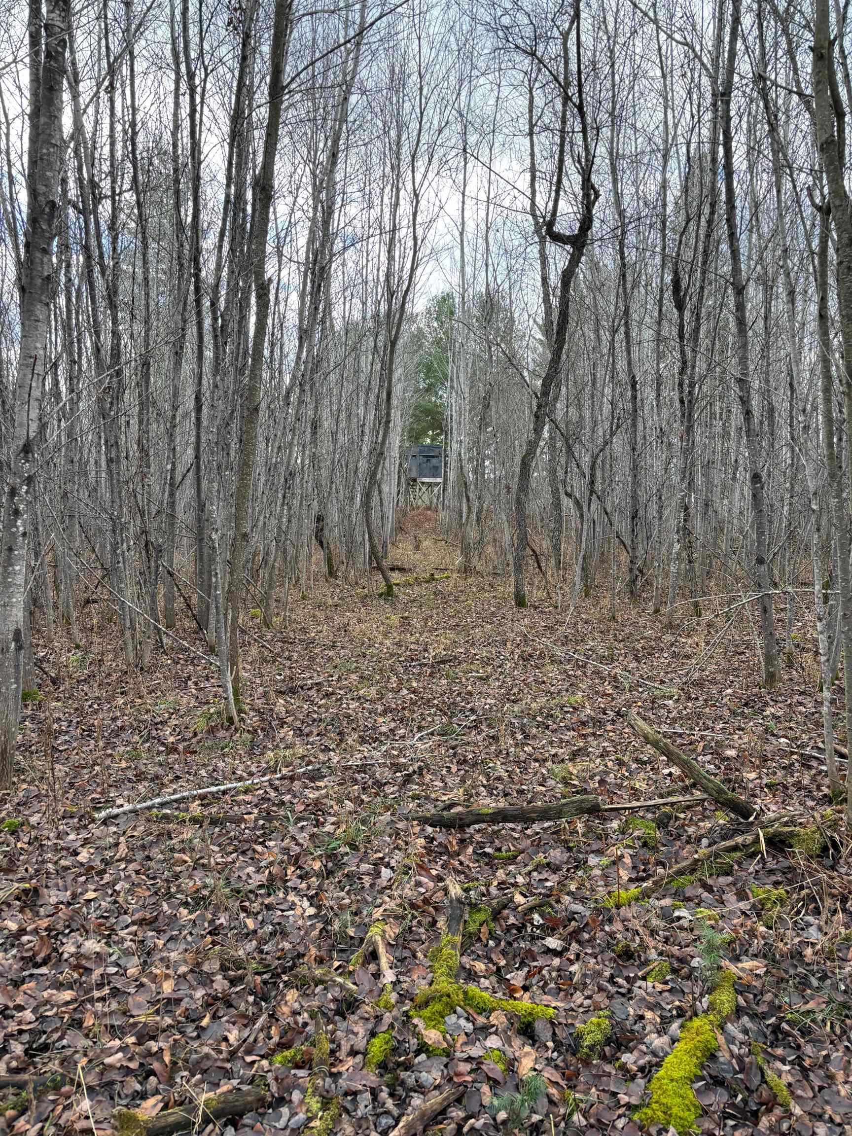 40-acres Brown Bridge Road Traverse City, MI 49696 - Photo 1 of 6 Gallery Image 1