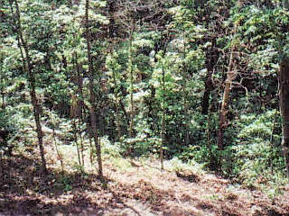 3784 Pine Ridge Road Winchester, KY 40391 - Photo 2 of 2 Photo 2