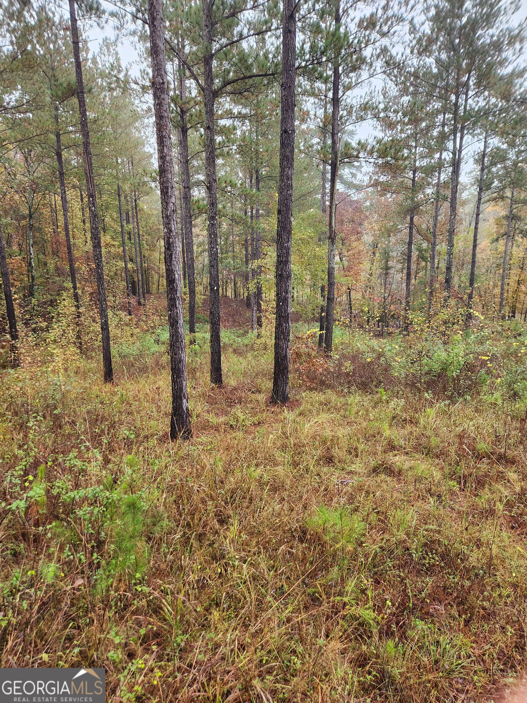 0 Martin Mill Road Eatonton, GA 31024 - Photo 13 of 17 a view of outdoor space with trees