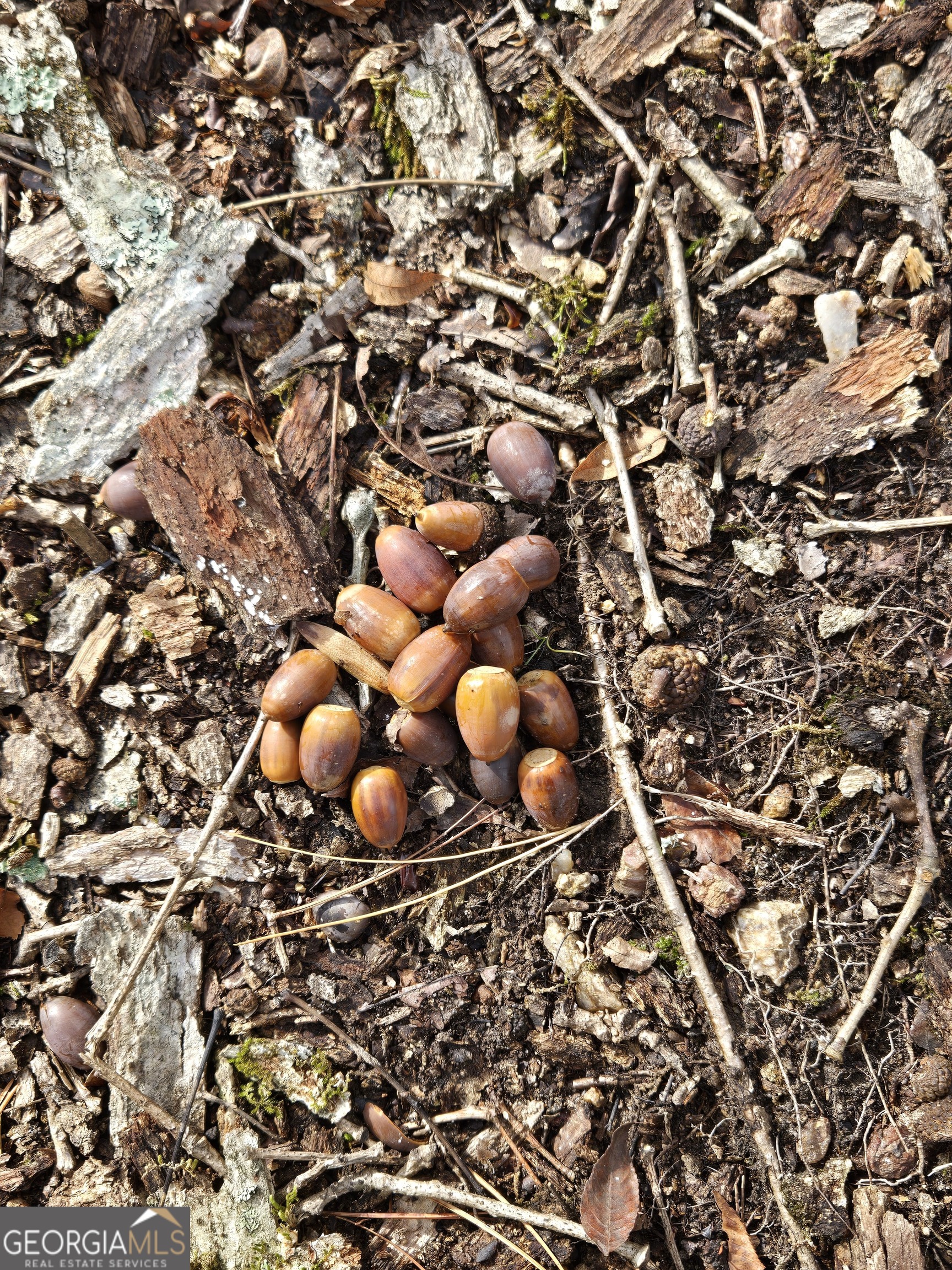 0 Martin Mill Road Eatonton, GA 31024 - Photo 7 of 17