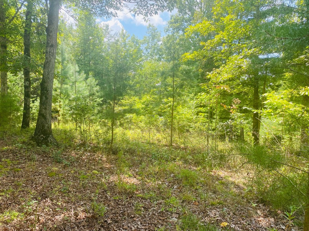 Lot 89 River Mountain Road Murphy, NC 28906 - Photo 11 of 17 Gallery Image 11