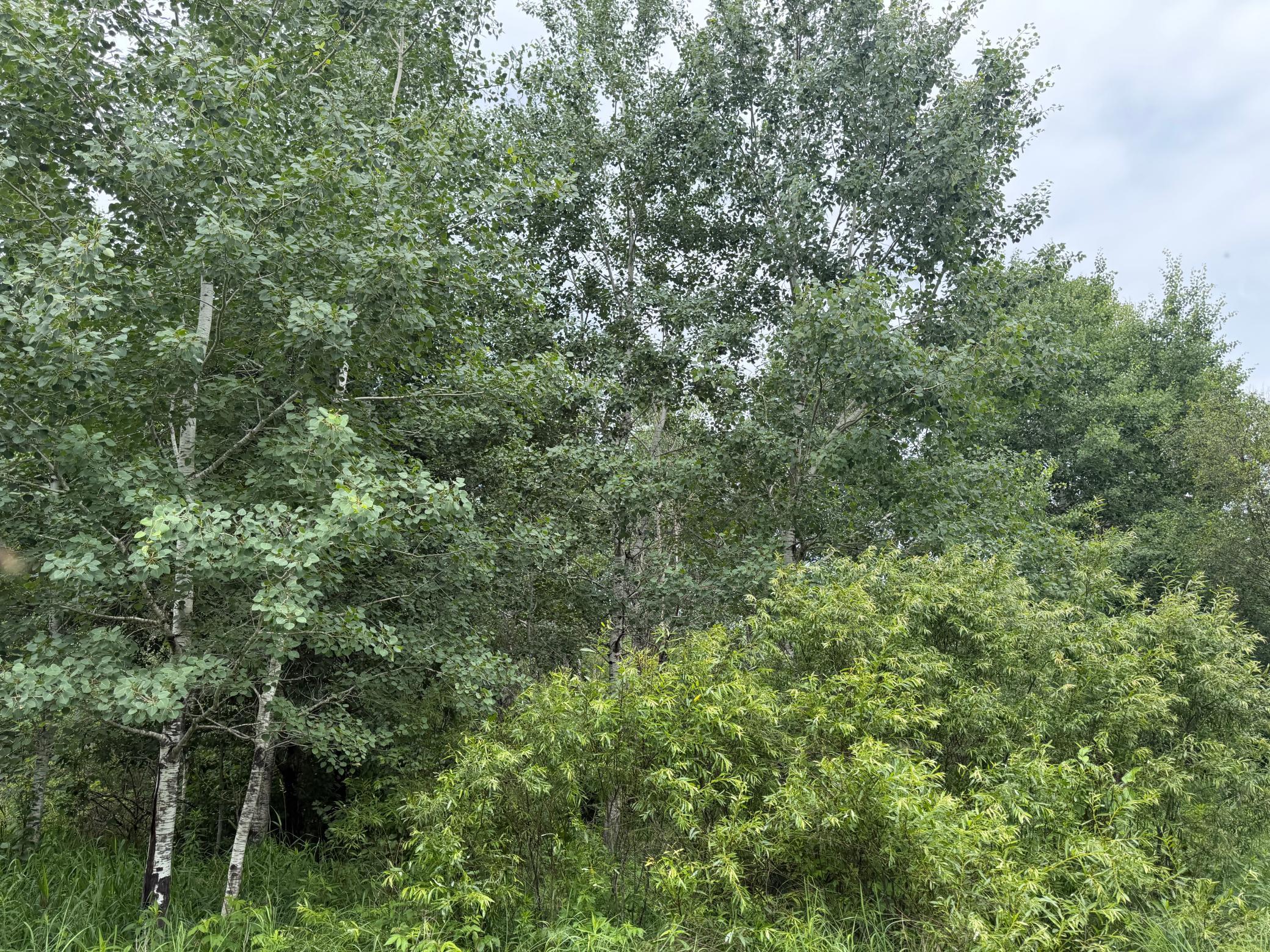 Tbd 350th Street Sebeka, MN 56477 - Photo 45 of 100