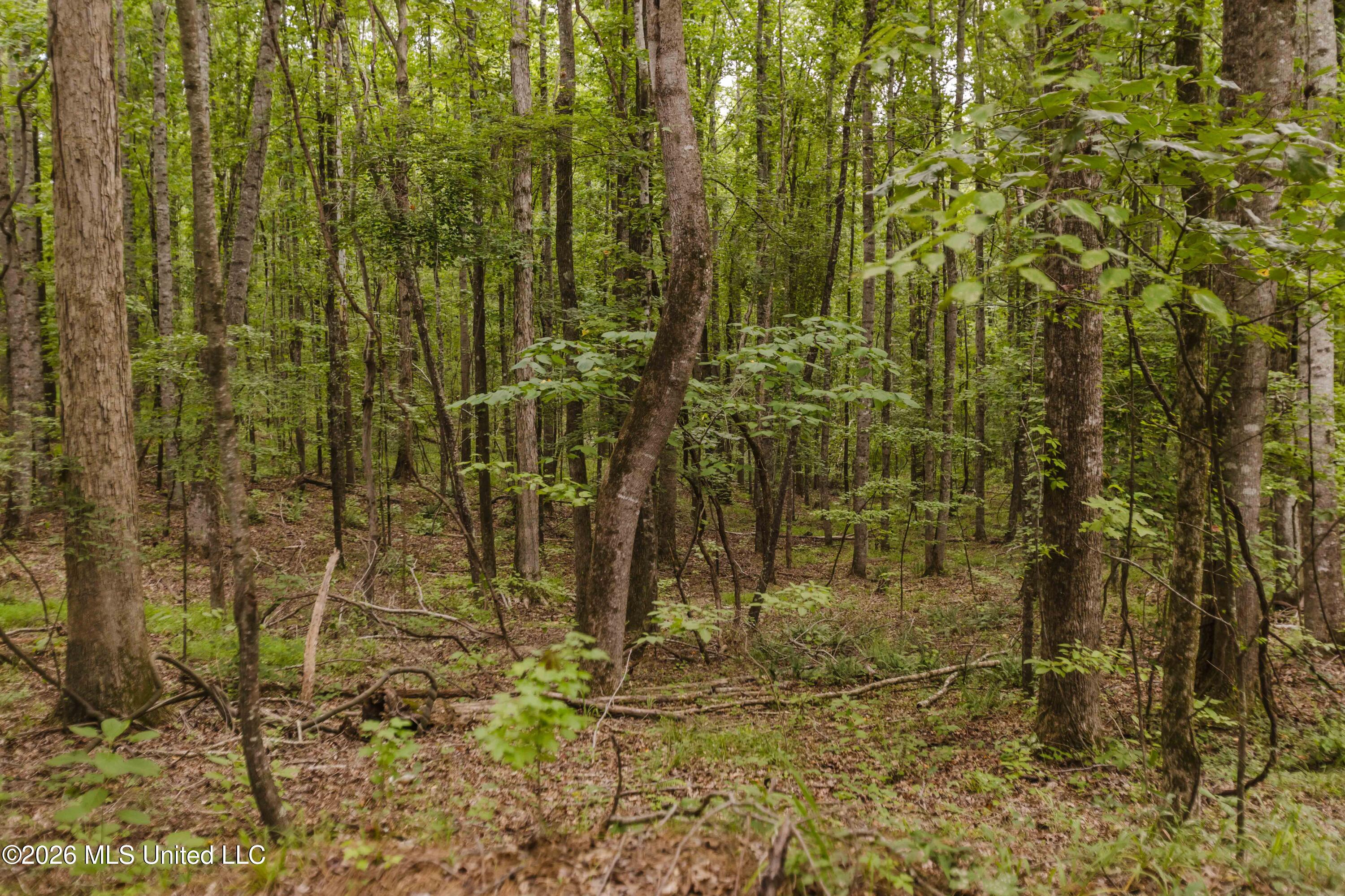 Tallaha Road Scobey, MS 38953 - Photo 11 of 19 watsonphotography260725151827