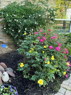 a view of a interior in a yard