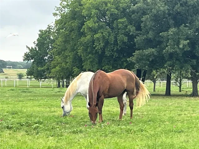 a view of yard with tree s