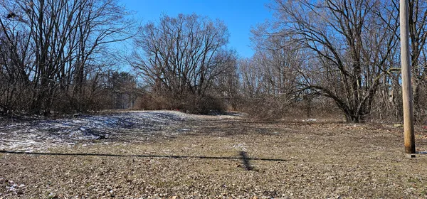 a view of a yard with a tree