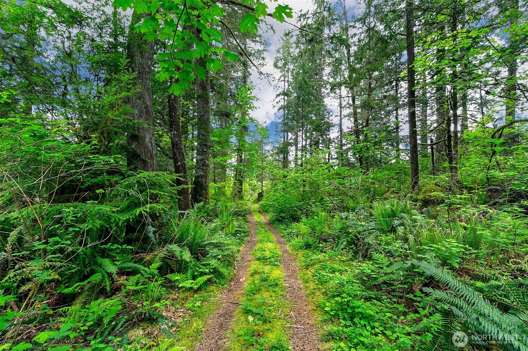 7538 Moon Valley Road Southeast North Bend, WA 98045 - Photo 39 of 40 a view of a lush green forest