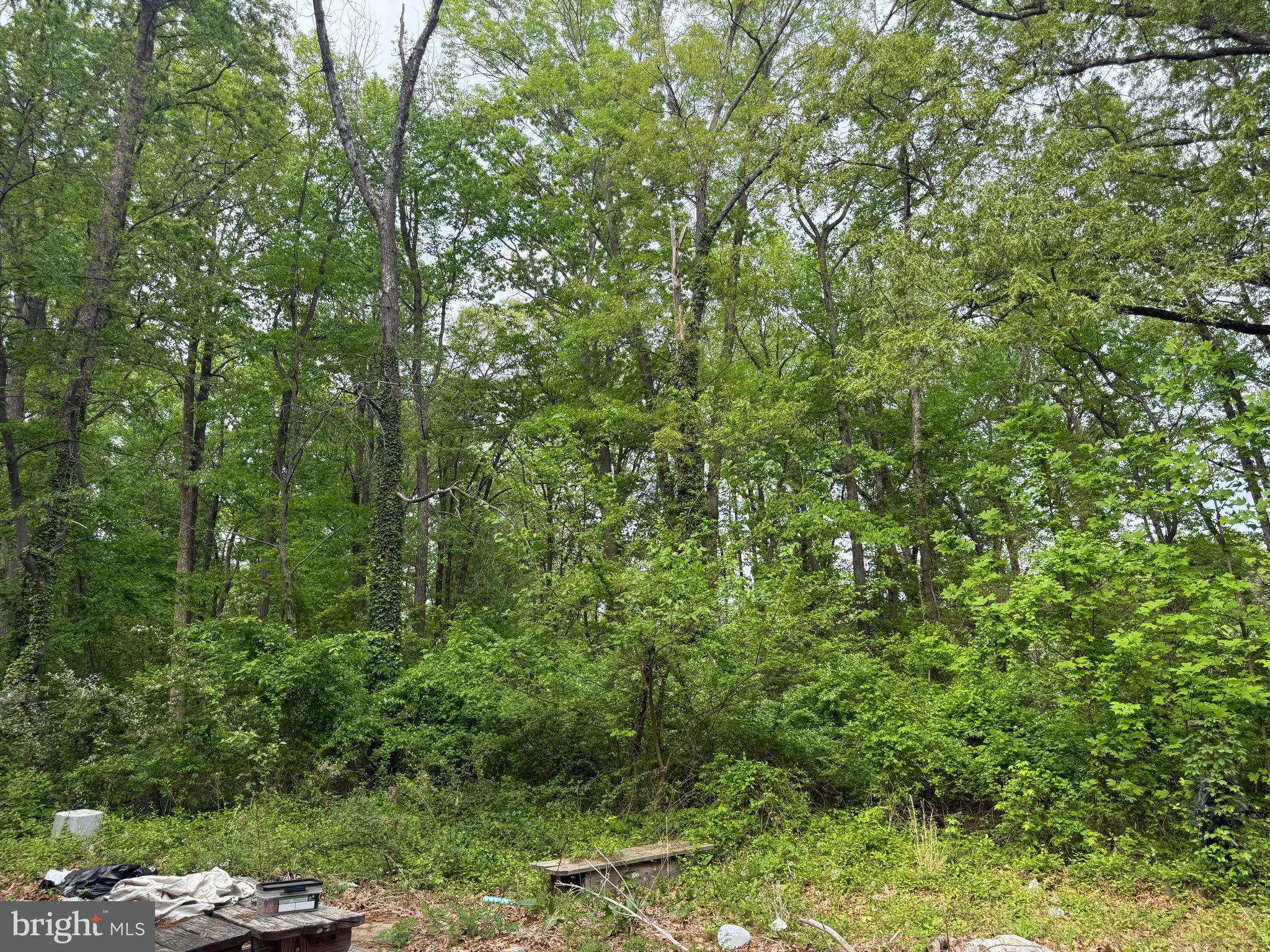 4109 Meyers Road Triangle, VA 22172 - Photo 7 of 10 a view of a lush green forest