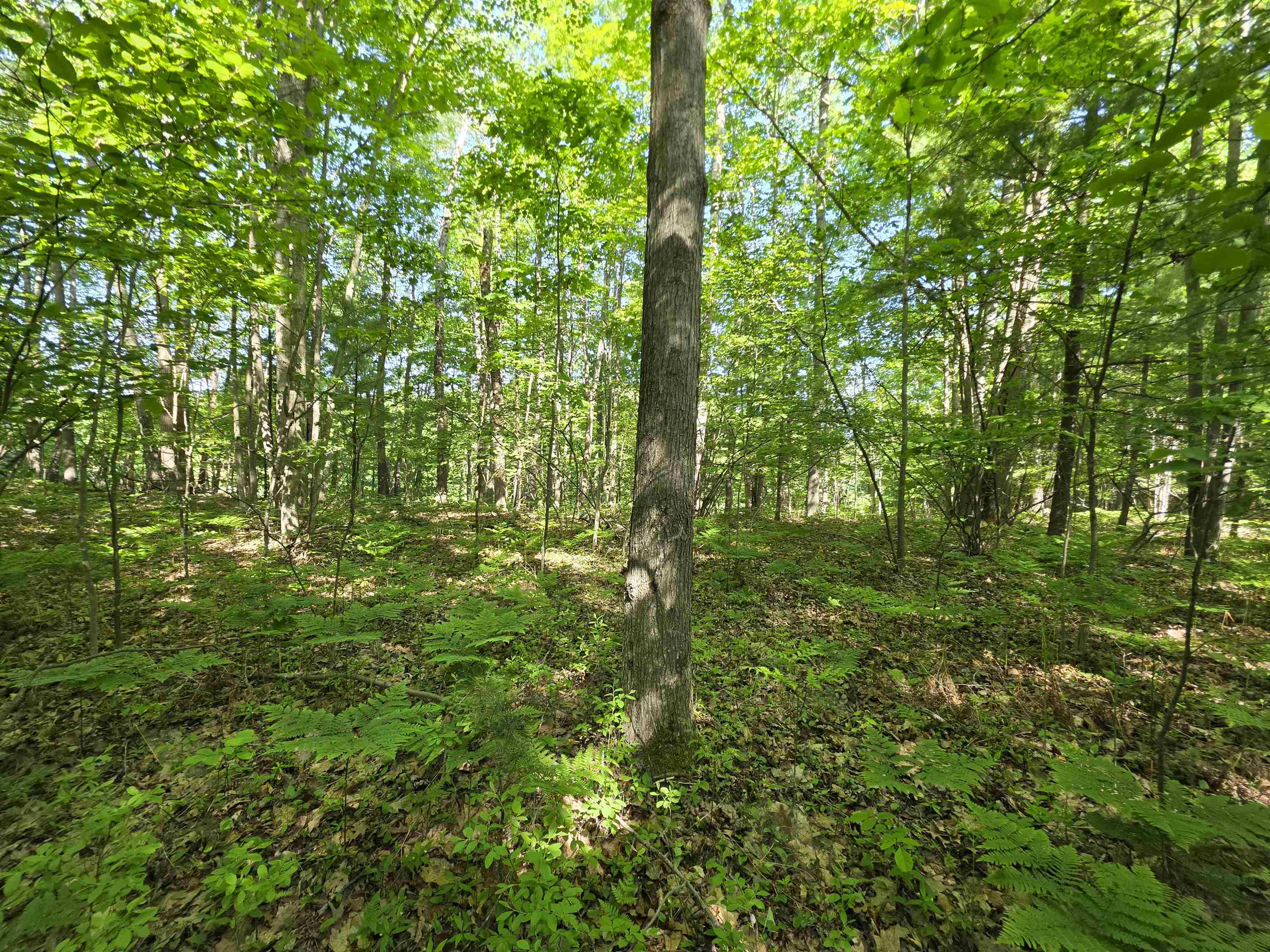 Tbd North Lakeshore Road Gladwin, MI 48624 - Photo 7 of 33