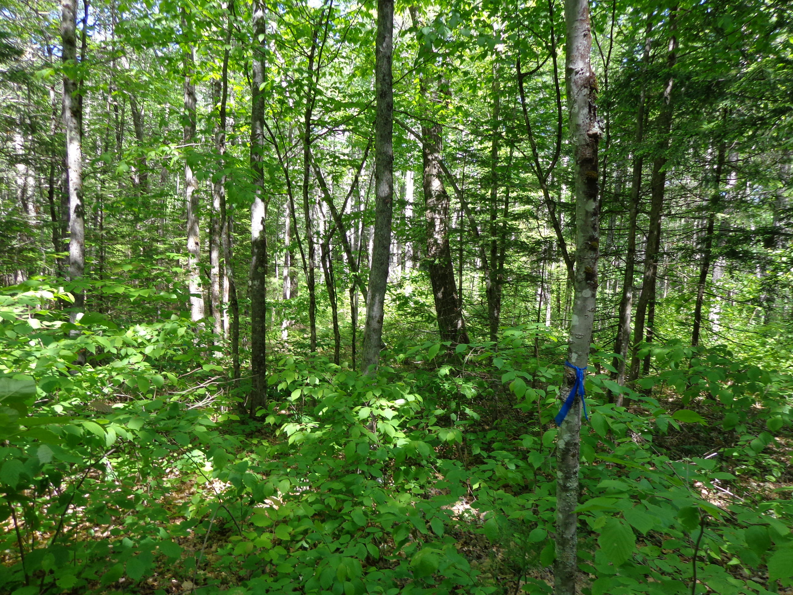 0 Owl's Nest Road Shapleigh, ME 04076 - Photo 1 of 5 DSC03598