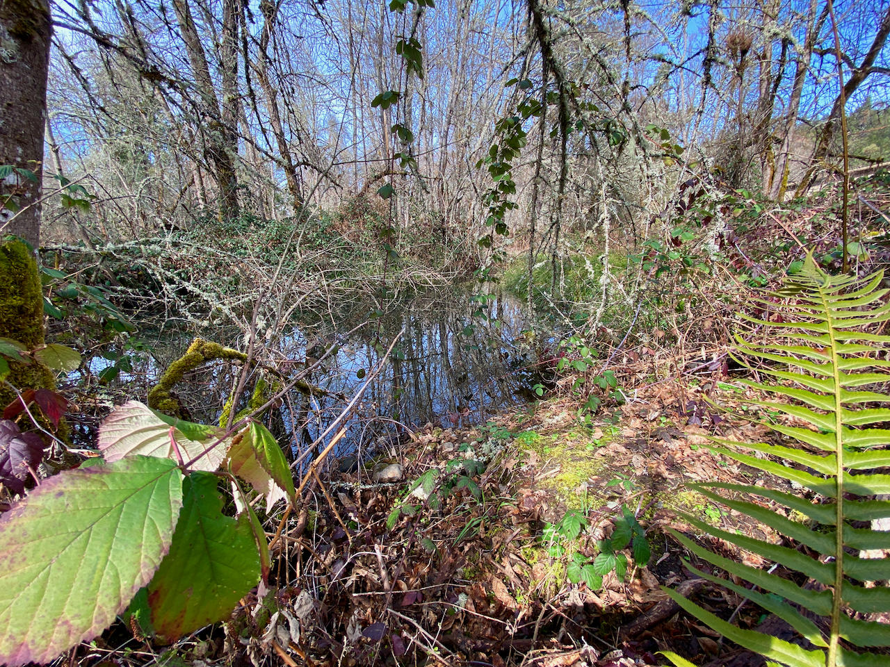 7440 Takilma Road Cave Junction, OR 97523 - Photo 26 of 36 pond