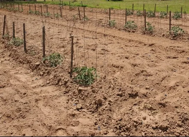 a view of a yard with trees