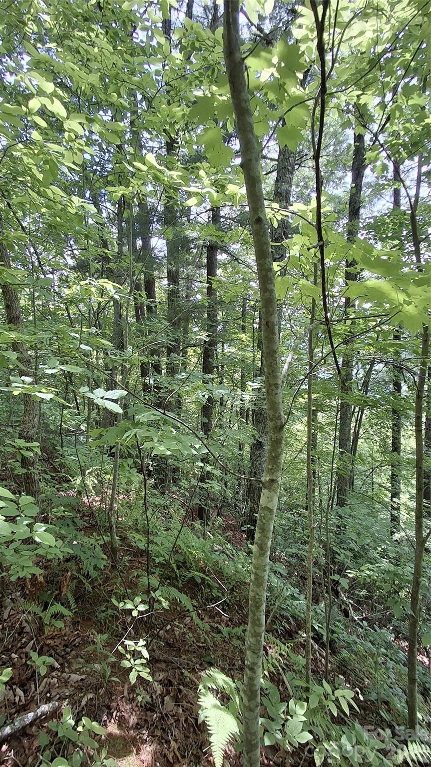 112 Kako Ridge, Unit 59 Sylva, NC 28779 - Photo 11 of 18