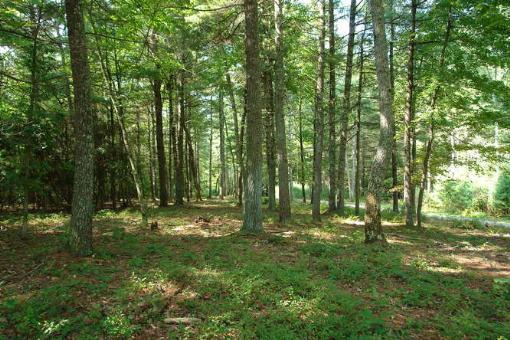 569 Sam Reed Road Northwest Floyd, VA 24091 - Photo 20 of 22 a view of outdoor space with trees all around
