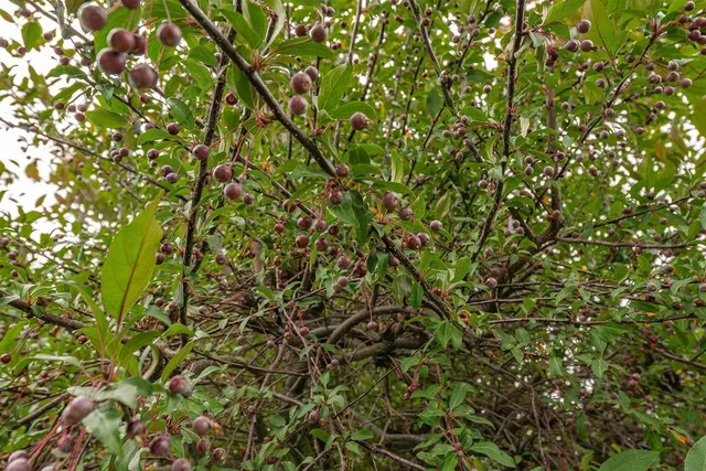 $1,249,900 | 2145 West Grange Avenue, Post Falls, ID 83854