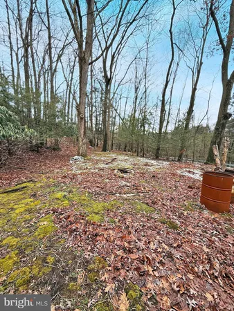 a view of a yard with trees