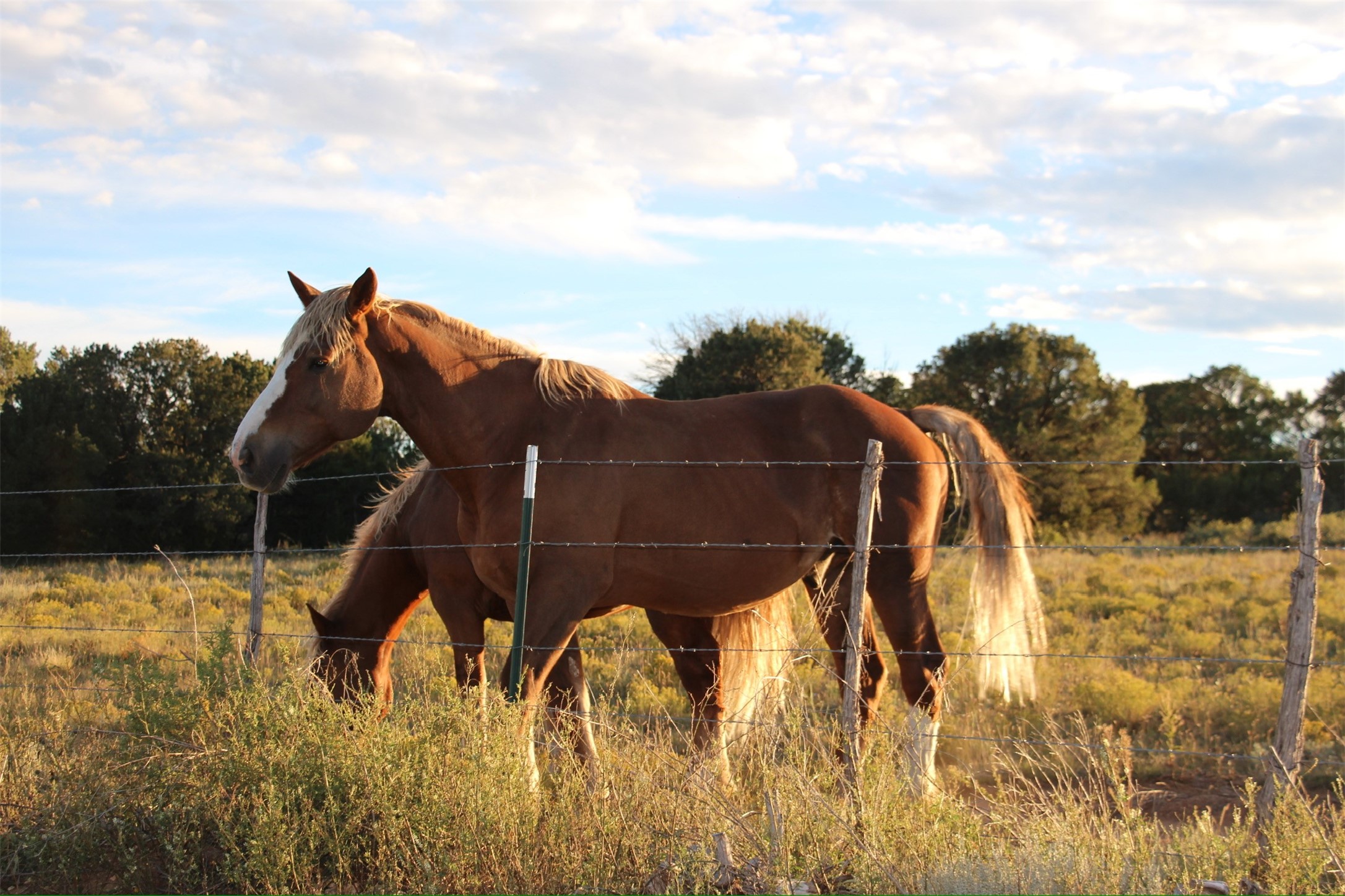 36 Blue Sky Road Las Vegas, NM 87701 - Photo 45 of 48 Bring your own horses or ride the ones at the ranch!