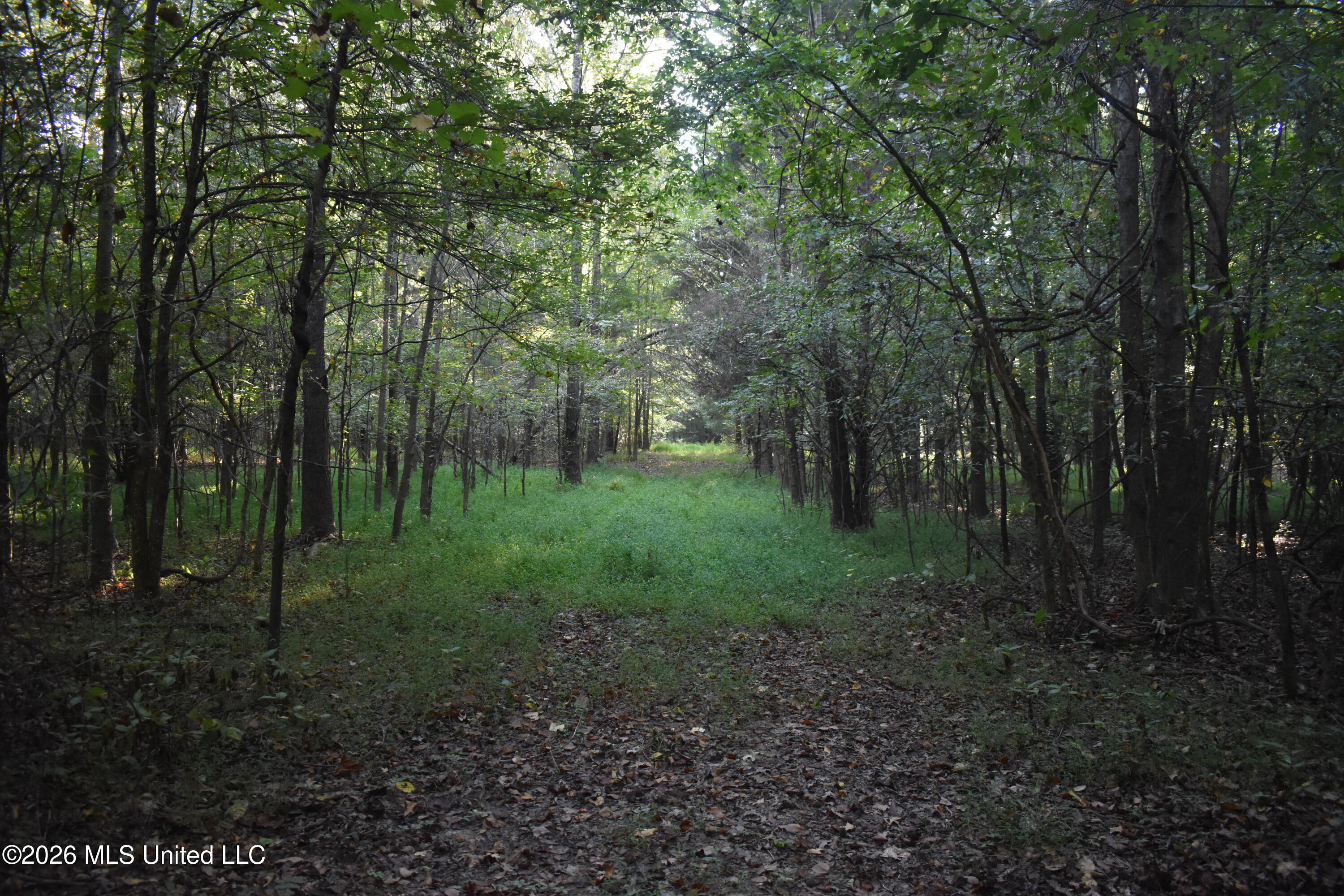 390 Old Panola Road Como, MS 38619 - Photo 47 of 71 DSC_0132
