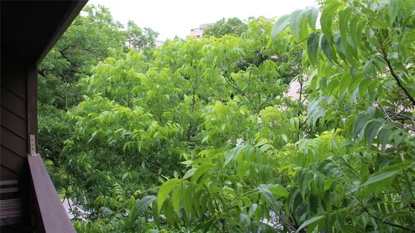 a view of a lush green forest