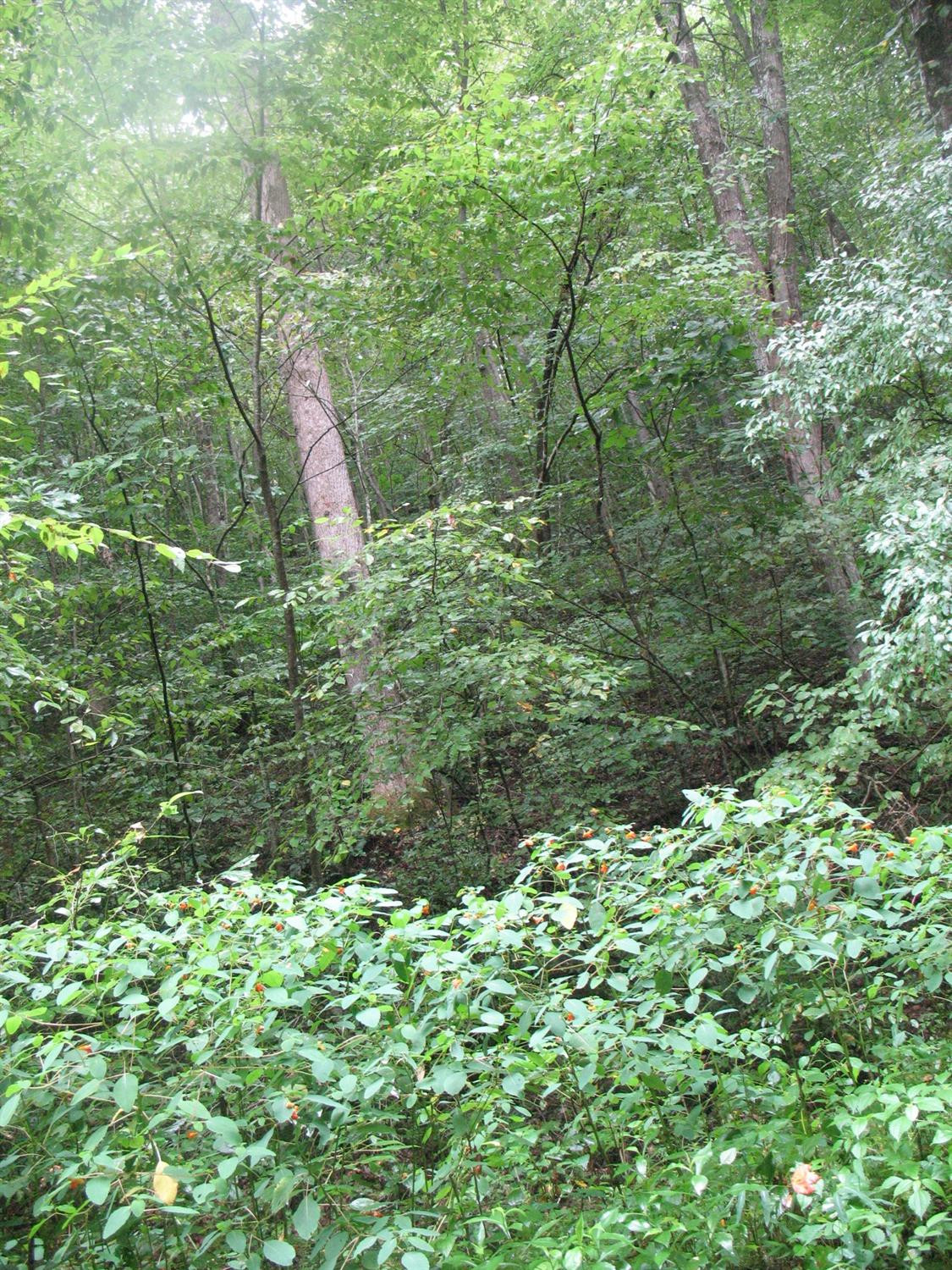 9999 Lost Fork Road Manchester, KY 40962 - Photo 6 of 11 Photo 6