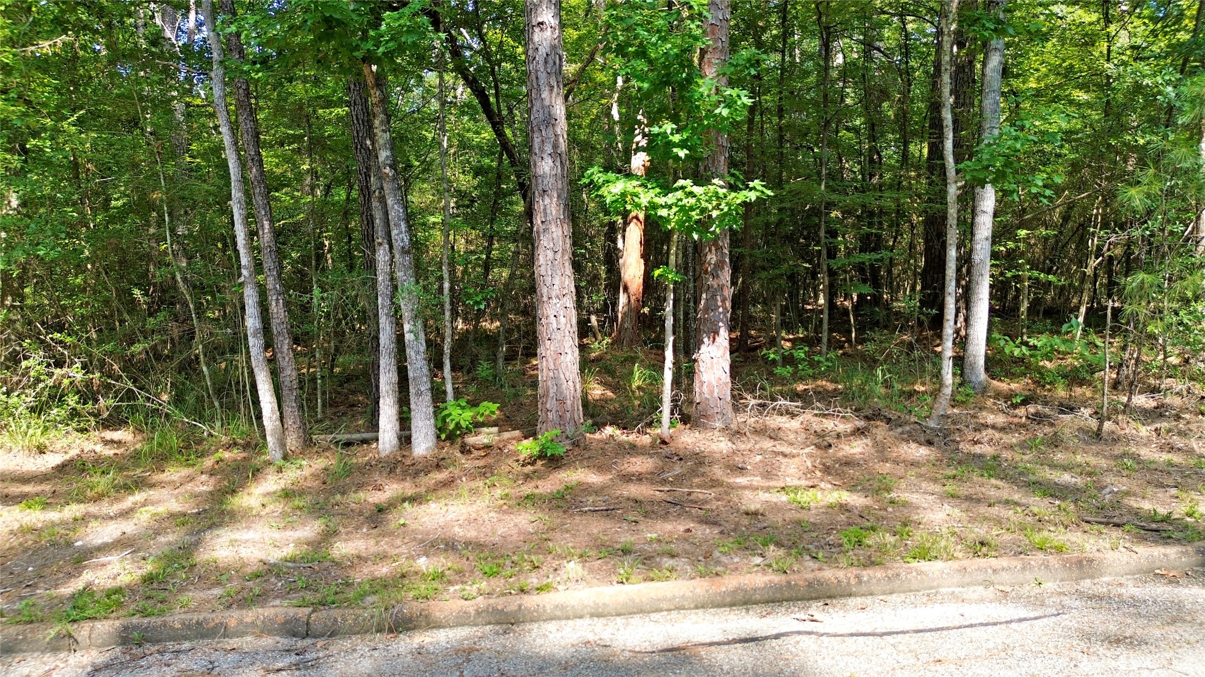 0 West Oak Drive Oakhurst, TX 77359 - Photo 4 of 6 a view of a tree in front of a house