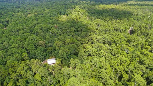 a view of a lush green forest
