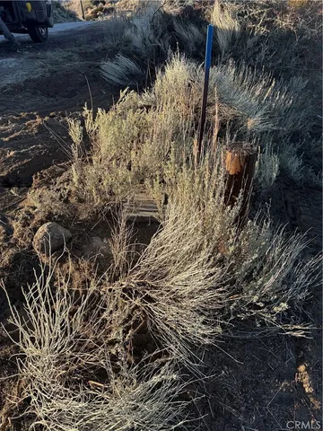 a view of a wooden wall with a tree