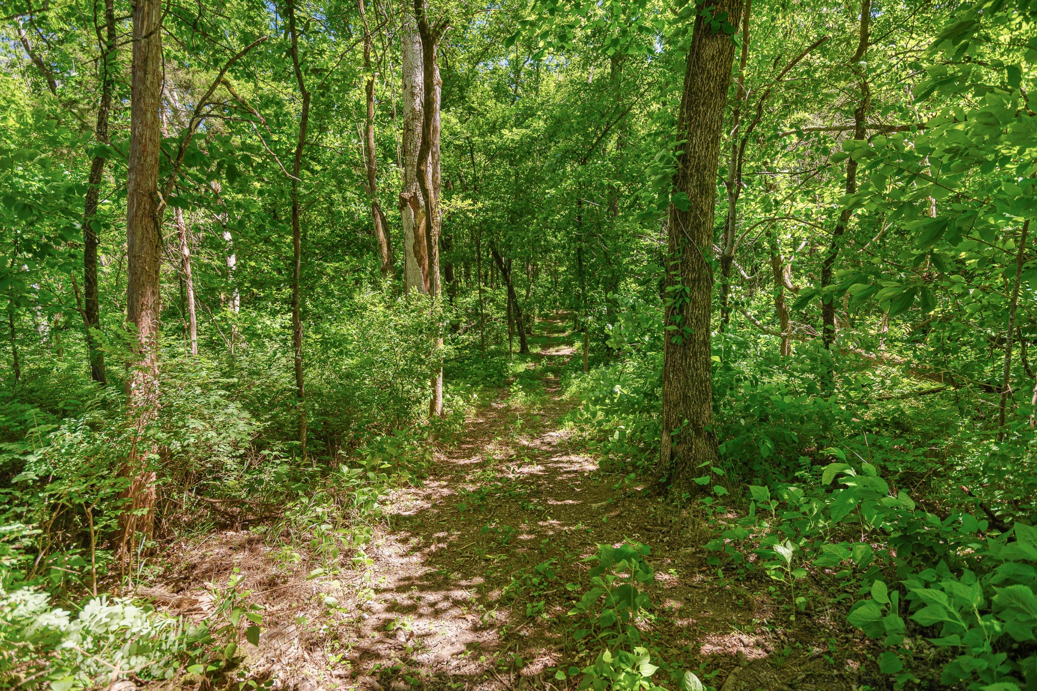 642 Beach Bottom Road Watertown, TN 37184 - Photo 45 of 48 a view of a lush green forest
